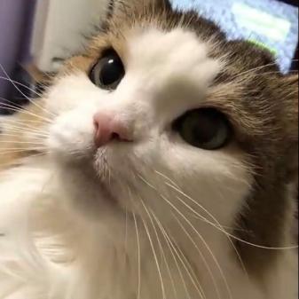 �ץ��ե��������